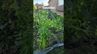 Tomatillosgarden sowingseeds gardening [upl. by Alitha769]