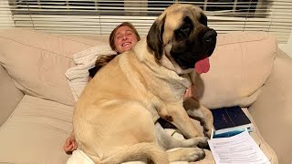 When Your Big Dog Thinks Hes a BABY Funny Dog and Human [upl. by Enitsua]