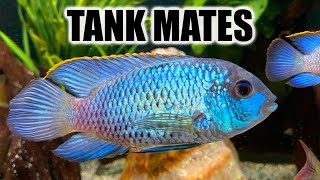 Top 10 Tank Mates for Electric Blue Acara [upl. by Eibba120]