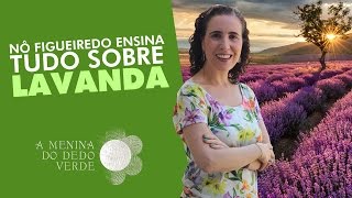 Nô Figueiredo Ensina TUDO sobre a LAVANDA [upl. by Brittan]