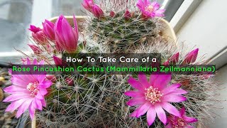 How To Take Care of a Rose Pincushion Cactus Mammillaria Zeilmanniana [upl. by Inanaup]