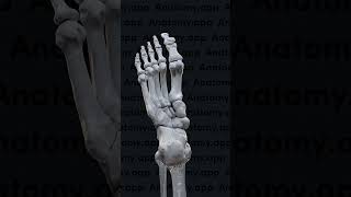 Biomechanics of the foot pronation and supination [upl. by Jaella]