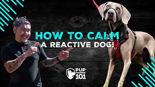 How to Calm a Reactive Dog 1on1 Session to Stop Lunging at Dogs amp People [upl. by Malloch]