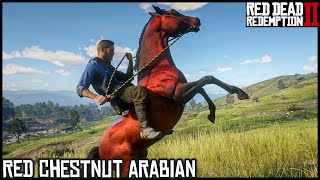 The RED CHESTNUT ARABIAN  Red Dead Redemption 2 Story Mode [upl. by Ressan214]