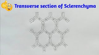 Identification of parenchyma collenchyma and sclerenchyma tissues in plants from prepared slides [upl. by Aitenev]