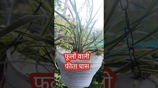 आप वाली खिली क्या  grass ornamental ribbongrass indoor shortvideo shorts [upl. by Inalem]