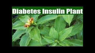 Insulin Plant sa Diabetes  Payo ni Doc Willie Ong 638 [upl. by Aehs]