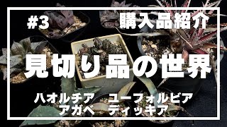 【購入品紹介】3 見切り品の世界／セールのハオルチアとユーフォルビアとアガベとディッキアを購入してみた [upl. by Nitsud]