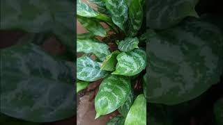 Aglaonema The Ultimate Care Guide amp Best Varieties [upl. by Ecyrb13]