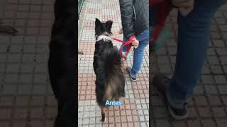 Enseñar a un perro a no tirar de la correa en el paseo adiestramientocanino adiestramiento [upl. by Launam]