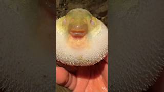 body puffing fish 😱 shortvideo [upl. by Lyndell]