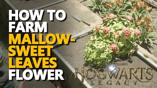 How to get Mallowsweet Leaves Hogwarts Legacy [upl. by Dibbell527]