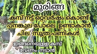 മുരിങ്ങ ഒരു വർഷം കൊണ്ട് നിറയെ 💯പൂക്കാനും കായ്ക്കാനും ഈ സൂത്രം ചെയ്താൽ മതി  DrumStick Cultivation [upl. by Eesdnil]