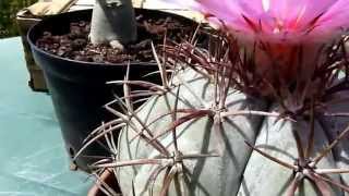 echinocactus horizonthalonius cactus devils head [upl. by Darline]