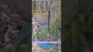 ছাদবাগানে ছফেদা  সফেদা সফেদা sofeda farming rooftopgarden agriculture [upl. by Schuster503]