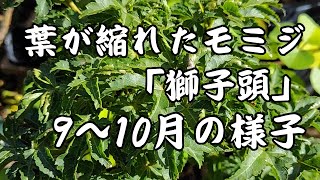 もみじ 「獅子頭」 ９月～10月の様子 [upl. by Fugere]