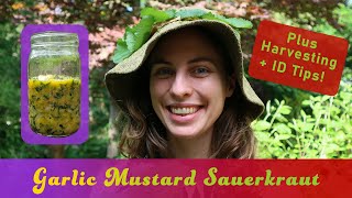 How to Make Garlic Mustard Sauerkraut  Alliaria petiolata Identification and Foraging Tips [upl. by Ettennahs]