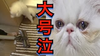 子猫が掃除機で大パニックになり大号泣してしまった [upl. by Ecnerol]