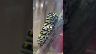 Day 12 Swallowtail Caterpillar Friend How much longer until METAMORPHOSIS [upl. by Kavita368]