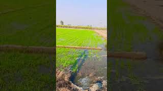 Day 2 water day to New season 🚜 modified 🌾🚜🤣💪🤣🚜 modified 🌾🤣🤣 Modified 🤣🚜🤣🚜🤣🚜🤣🚜🌾 [upl. by Aklam]