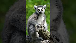 Lemur Adventures A Day in Madagascar🐒 🌿 lemur animals shorts  Animal Kingdom [upl. by Shimkus]