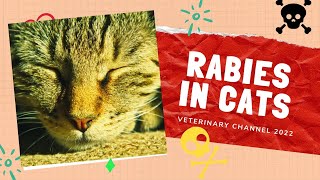 The Symptoms Diagnosis And Prevention Of Rabies In Cats [upl. by Kurtis]