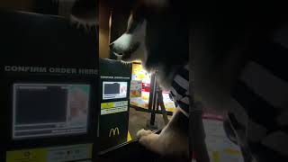 Pomsky Orders Food At Drive Thru shorts capcut pomeranianhusky husky [upl. by Oryaj718]