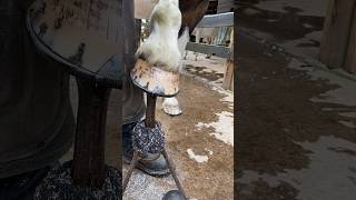 FINISH the HOOF with a good oil or balm hoofcare satisfying shorts asmr [upl. by Alilahk]