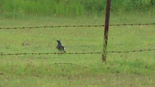 2024 ground CuckooShrike and baby [upl. by Bal]