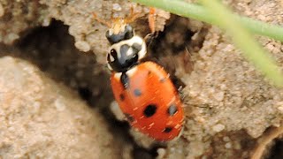 Hippodamia variegata biedronka  Adonis ladybird [upl. by Sokul]