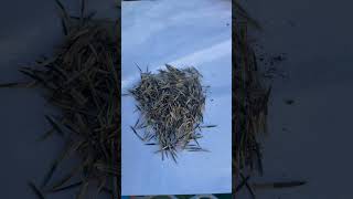 Pt 2 seedsaving marigolds gardening gardenblooms growingflowers fallgarden gardenchores [upl. by Navap]