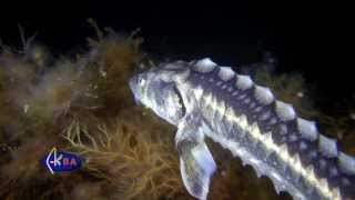 Russian sturgeon or diamond sturgeon Acipenser gueldenstaedtii Black sea  Русский осётр [upl. by Akinnor]