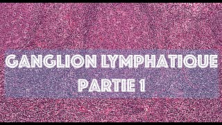 LE GANGLION LYMPHATIQUE partie 1  HISTOLOGIE [upl. by Anabelle]