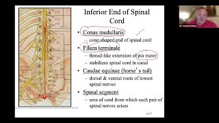 Spinal cord Plexi intro Conus medullaris cauda equina filum terminale DRG Horns Columns [upl. by Vallonia885]