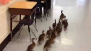 Ducks in School [upl. by Acisey]