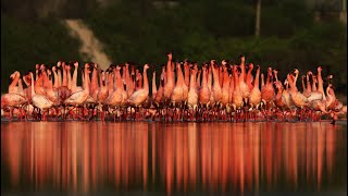 Lesser Flamingo  Courtship Dance  India [upl. by Abbey436]