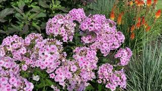 Tall Phlox from Proven Winners [upl. by Malorie]