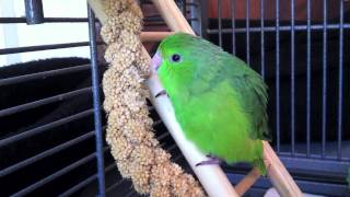 Fig the Green Rumped Parrotlet at 6 weeks [upl. by Edee]