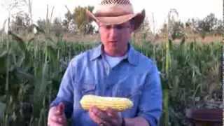 How to shuck corn quickly and easily [upl. by Islehc]