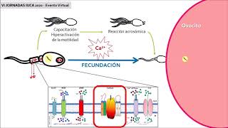 Estudio comparativo activación del canal de calcio catsper en espermatozoides diferentes especies [upl. by Aihtnamas]