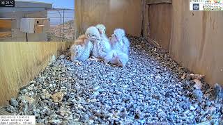 Smallest nestling get attacked by siblings in the LIVE Lesser Kestrel Israel CAM [upl. by Priestley713]