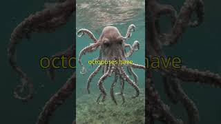 Incredible Facts About Octopuses Natures Marvel [upl. by Anglo]