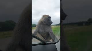 My sons first swear word amp baboon destroying my car 😯 nature funny funnyvideo funnyshorts fyp [upl. by Adnalor]