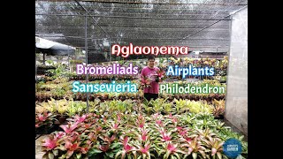 Aglaonema Overload  May 19 2024  Juanitos Garden [upl. by Garrett571]