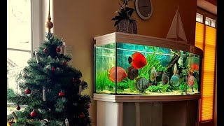 9 Gorgeous Discus Fish Tank on Xmas  Beautiful Aquarium Discus [upl. by Brigg]