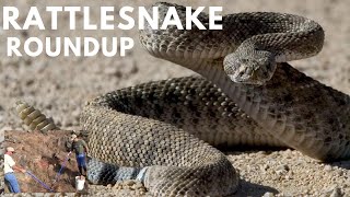 Rattlesnake Roundup [upl. by Sathrum858]