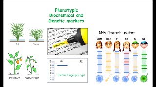 Markers MolecularGeneticDNA Biochemical and Phenotypic [upl. by Emixam]