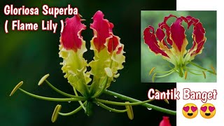 BUNGA SUPER LANGKA   Gloriosa Superba  Flame Lily [upl. by Yalc]