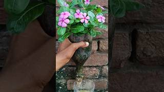 Grow periwinkle in plastic bottle shorts [upl. by Ellerahs]