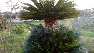 Cycas con figli [upl. by Bose]